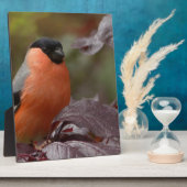 Bull Finch Fotoplatte (Seite)