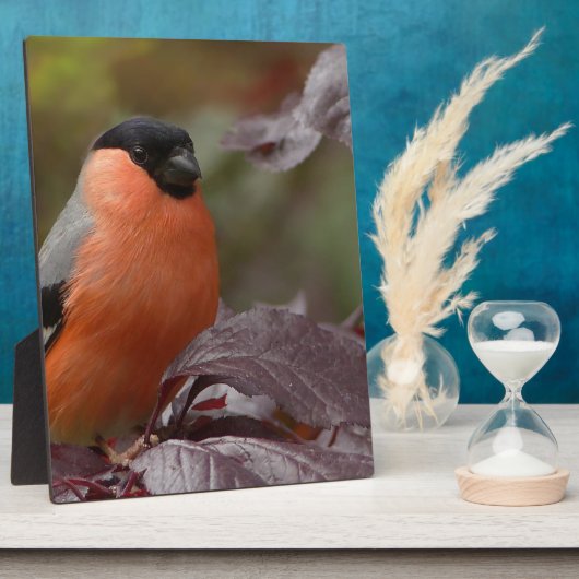 Bull Finch Fotoplatte (Seite)