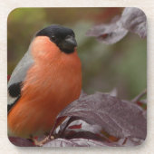 Bull Finch Getränkeuntersetzer (Vorderseite)
