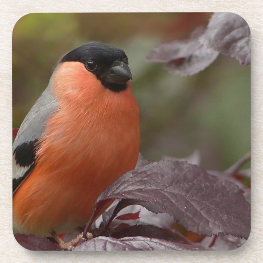 Bull Finch Getränkeuntersetzer (Vorderseite)