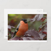 Bull Finch Postkarte (Vorne/Hinten)