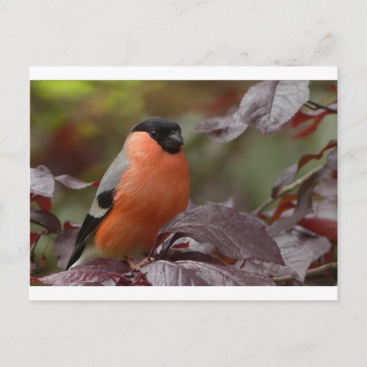 Bull Finch Postkarte (Vorderseite)