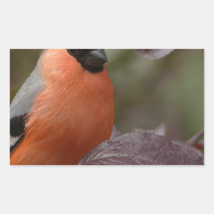 Bull Finch Rechteckiger Aufkleber