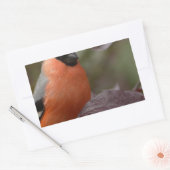 Bull Finch Rechteckiger Aufkleber (Umschlag)