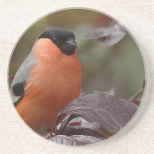 Bull Finch Sandstein Untersetzer