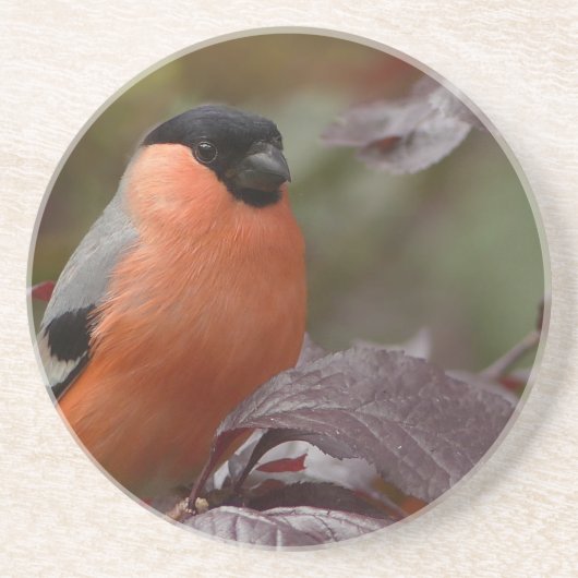 Bull Finch Sandstein Untersetzer (Vorne)