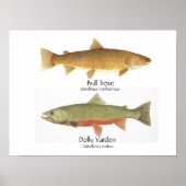 Bull Foreut und Dolly Varden Poster (Vorne)
