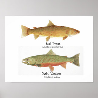 Bull Foreut und Dolly Varden Poster