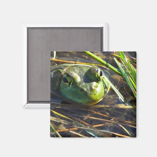 Bull Frog Magnet (Vorderseite/Rückseite)
