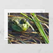 Bull Frog Postcard Postkarte (Vorne/Hinten)