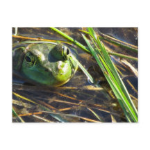 Bull Frog Postcard