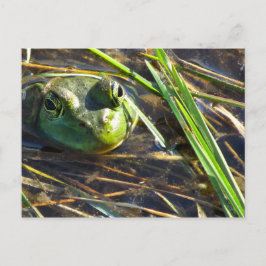 Bull Frog Postcard Postkarte