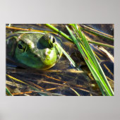 Bull Frog Poster (Vorne)