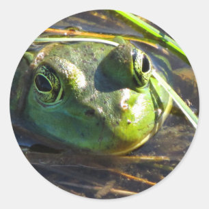 Bull Frog Stickers