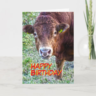 Bull-Geburtstag Karte