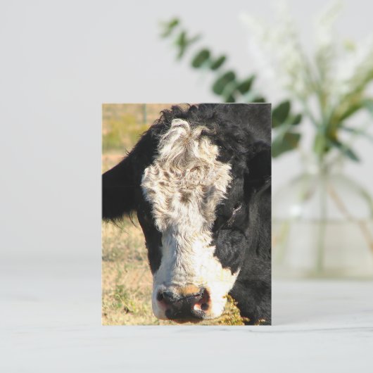 Bull Handsome Postkarte (Stehend Vorderseite)