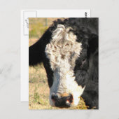 Bull Handsome Postkarte (Vorne/Hinten)