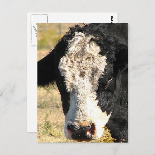 Bull Handsome Postkarte (Vorne/Hinten)