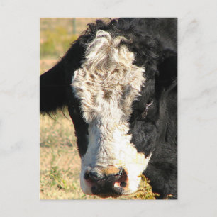 Bull Handsome Postkarte