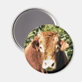 BULL MAGNET (Vorderseite/Rückseite)