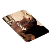 Bull Magnet (Rechte Seite)