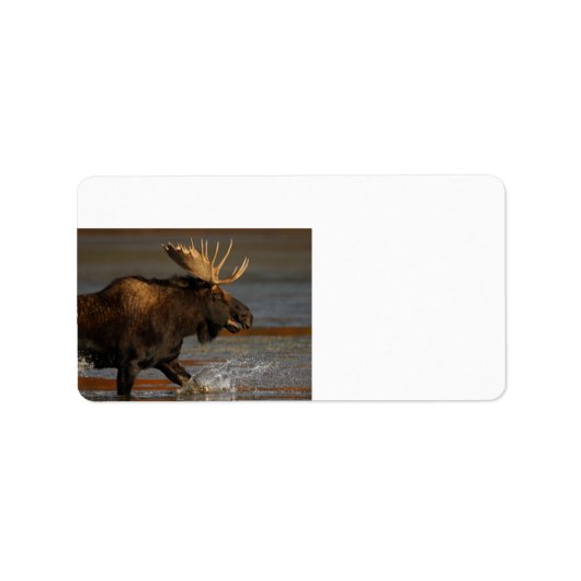 Bull Moose Adressaufkleber (Vorne)