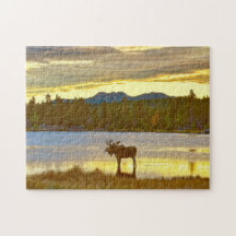 Bull Moose am Sprague Lake, Colorado bei Sunrise