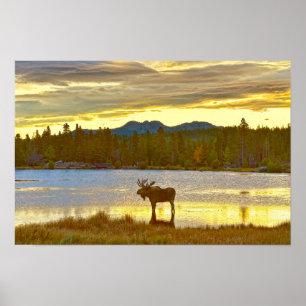 Bull Moose am Sprague Lake, Colorado, Sonnenaufgan Poster