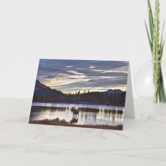 Bull Moose am Sprague Lake, Colorado, Sunrise Karte (Vorderseite)