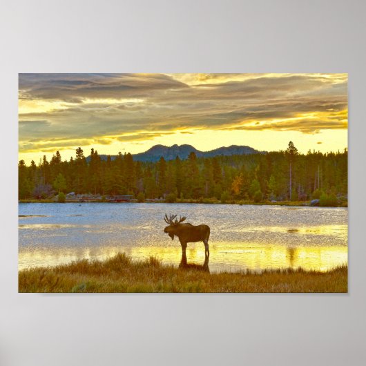 Bull Moose am Sprague Lake, Colorado, Sunrise Poster (Vorne)