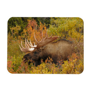 Bull Moose   Denali National Park, Alaska Magnet