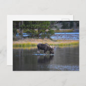 Bull Moose Drink in Sprague Lake, Colorado Postkarte (Vorne/Hinten)