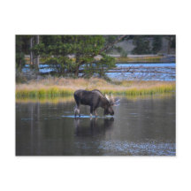 Bull Moose Drink in Sprague Lake, Colorado