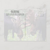 Bull Moose Duel, Isle Royale Postkarte (Rückseite)