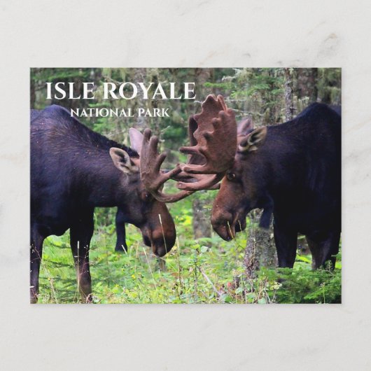 Bull Moose Duel, Isle Royale Postkarte (Vorderseite)
