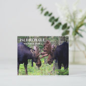 Bull Moose Duel, Isle Royale Postkarte (Stehend Vorderseite)