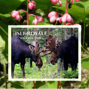 Bull Moose Duel, Isle Royale Postkarte