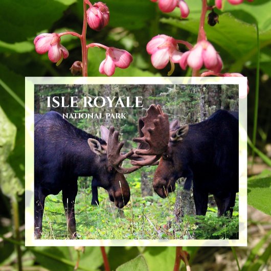 Bull Moose Duel, Isle Royale Postkarte