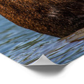 Bull Moose | Glacier National Park Montana Poster (Ecke)