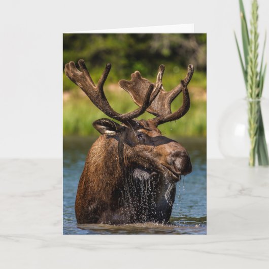 Bull Moose | Glacier Nationalpark Montana Karte (Vorderseite)