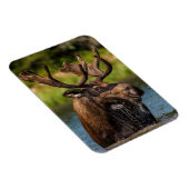 Bull Moose | Glacier Nationalpark Montana Magnet (Rechte Seite)