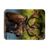 Bull Moose | Glacier Nationalpark Montana Magnet (Horizontal)