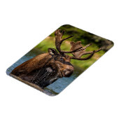 Bull Moose | Glacier Nationalpark Montana Magnet (Linke Seite)