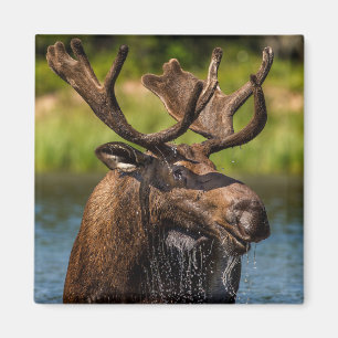 Bull Moose Glacier-Nationalpark Montana Magnet