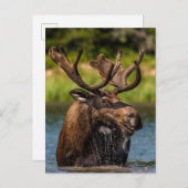 Bull Moose | Glacier Nationalpark Montana Postkarte (Vorne/Hinten)