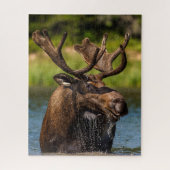 Bull Moose | Glacier Nationalpark Montana Puzzle (Vertikal)