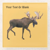 Bull Moose Glasuntersetzer (Vorderseite)