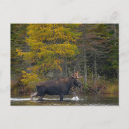 Bull Moose im See Postkarte