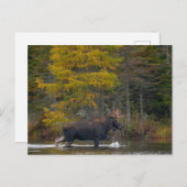 Bull Moose im See Postkarte (Vorne/Hinten)