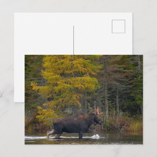 Bull Moose im See Postkarte (Vorne/Hinten)